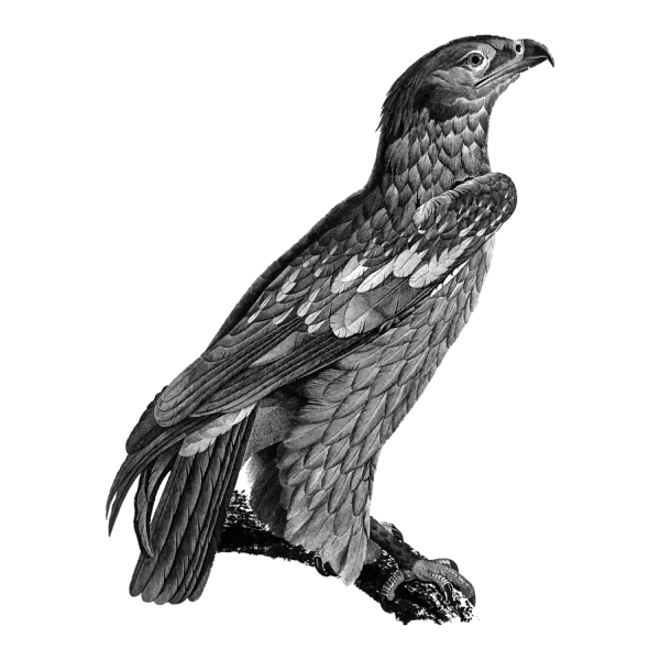 Gravura de uma águia de asas abertas, referência de CommissionMatch.